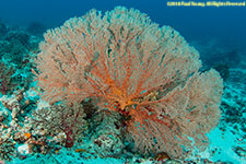 sea fan